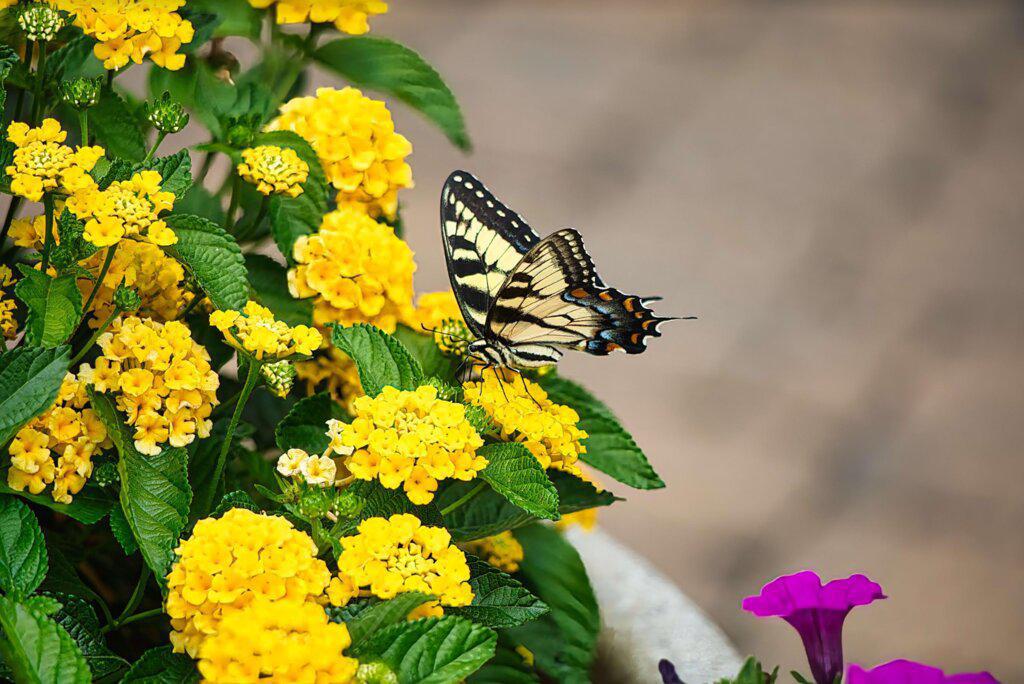 Luscious® Royale Lemon Tart™ Lantana | Proven Winners®