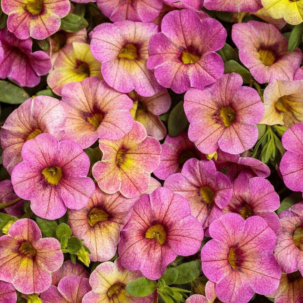 Superbells Magic® Pink Lemonade Calibrachoa | Proven Winners®