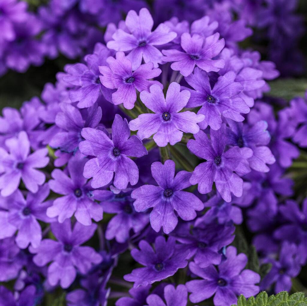 Superbena® Cobalt™ Verbena | Proven Winners®