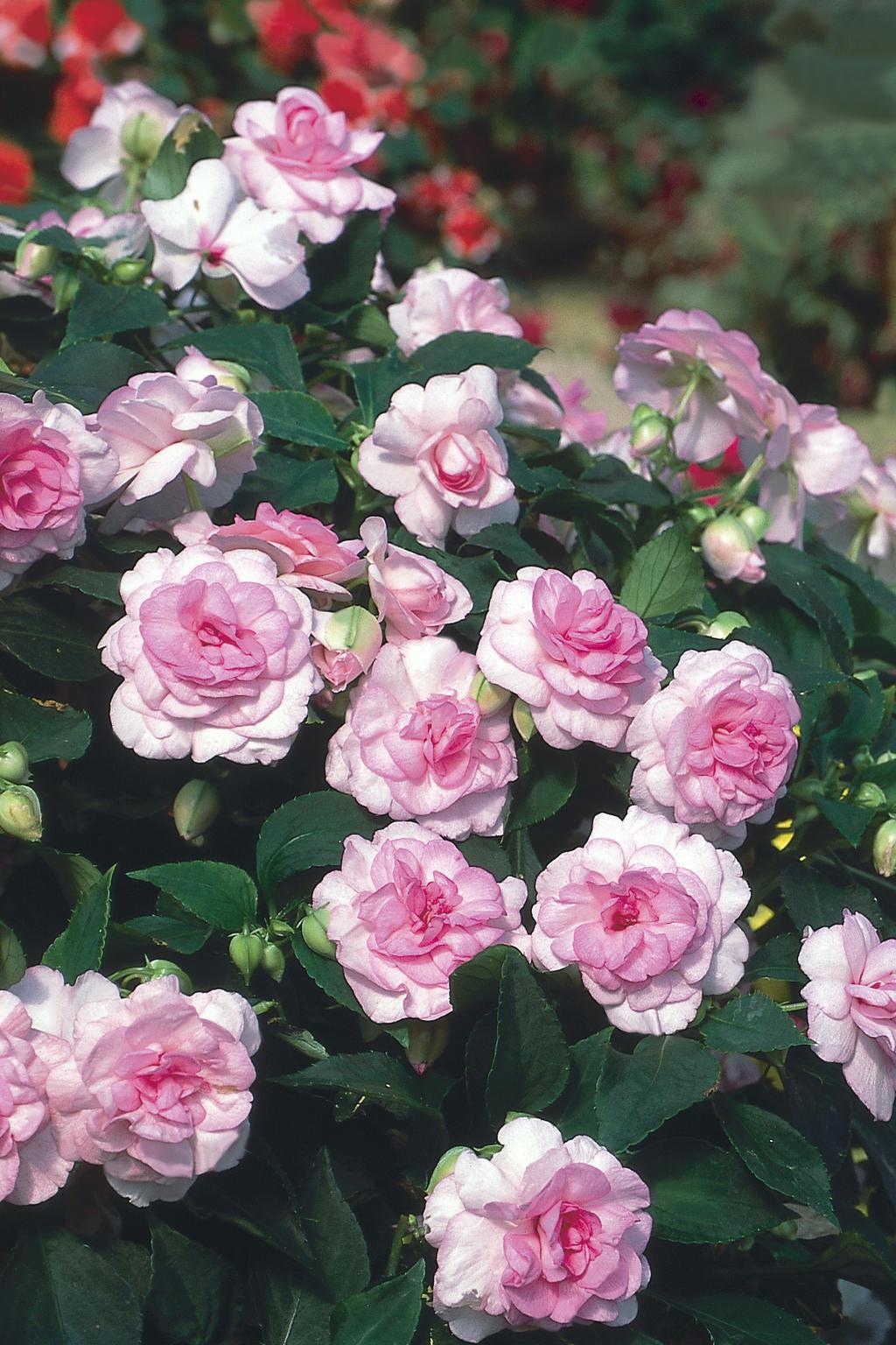 Rockapulco® Appleblossom Double Impatiens | Proven Winners®