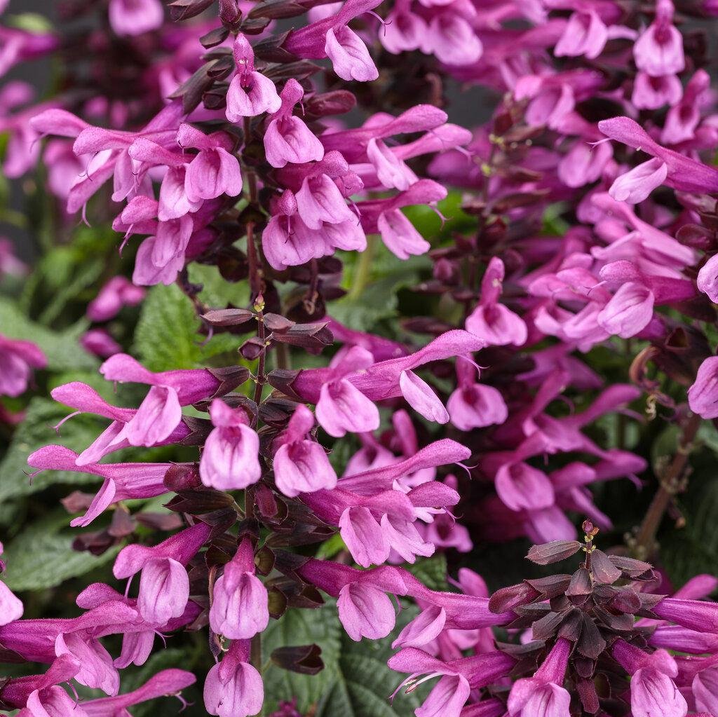 Unplugged® Pink Salvia | Proven Winners®