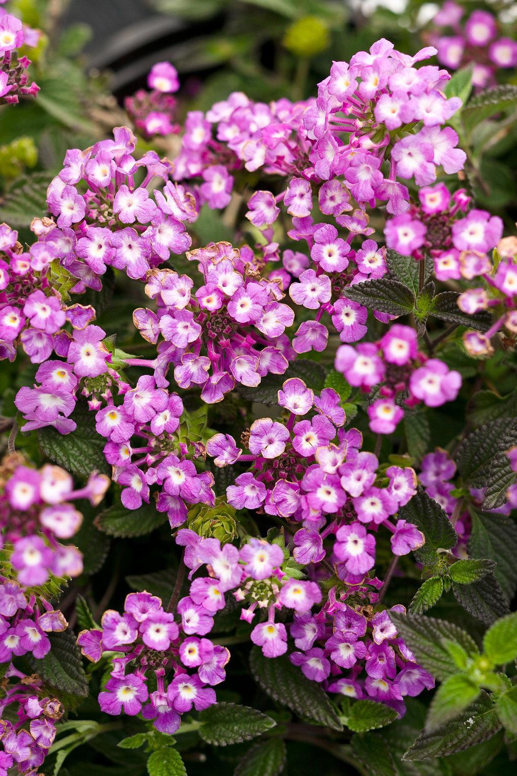 Luscious® Grape Lantana | Proven Winners®