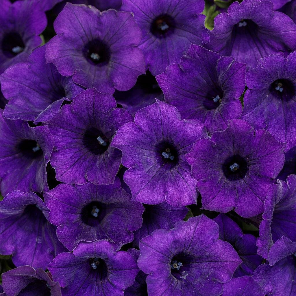 Supertunia Mini Vista® Ultramarine Petunia | Proven Winners®