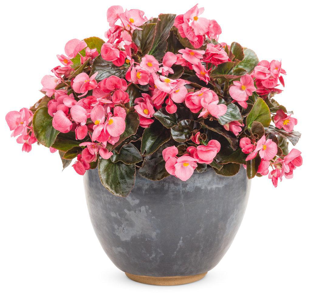Surefire® Rose Begonia | Proven Winners®