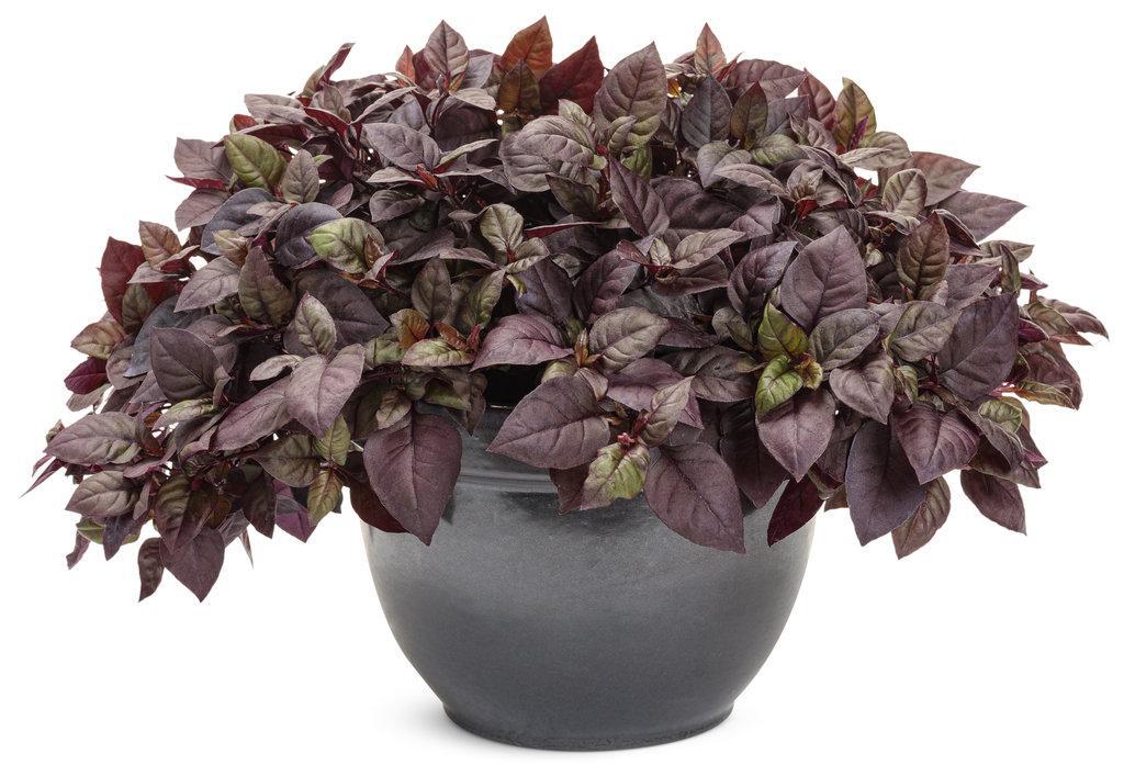 Plum Dandy™ Alternanthera | Proven Winners®