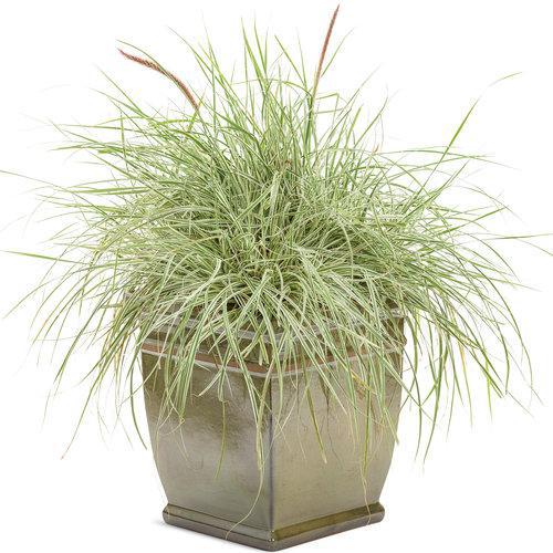 Graceful Grasses® 'Sky Rocket' Fountain Grass | Proven Winners®