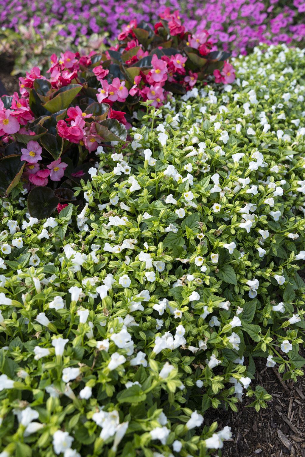 Catalina® White Linen Torenia | Proven Winners®