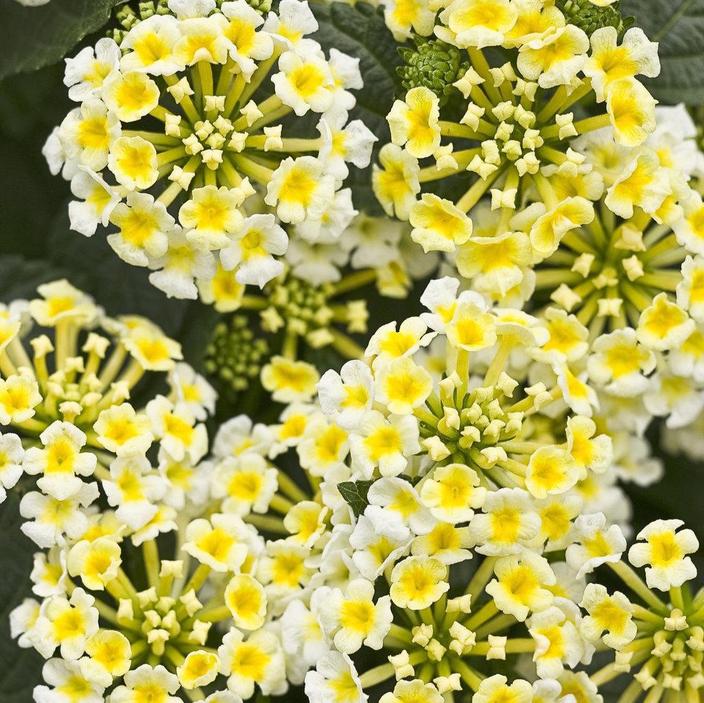 Luscious® Royale Piña Colada Lantana | Proven Winners®