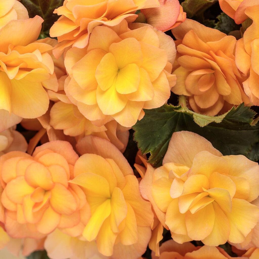 Solenia® Apricot Rieger Begonia | Proven Winners®
