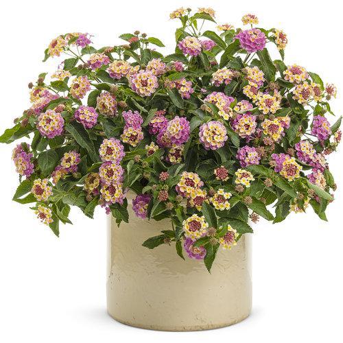 Luscious® Pinkberry Blend™ Lantana | Proven Winners®