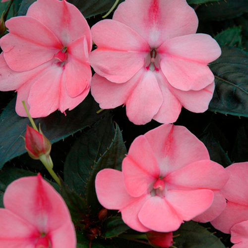 SunPatiens® 'Compact Blush Pink' Impatiens | Creekside Champions™