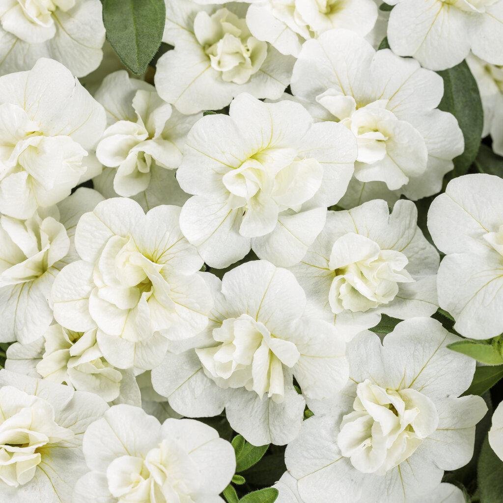 Superbells® Double White Double Calibrachoa | Proven Winners®