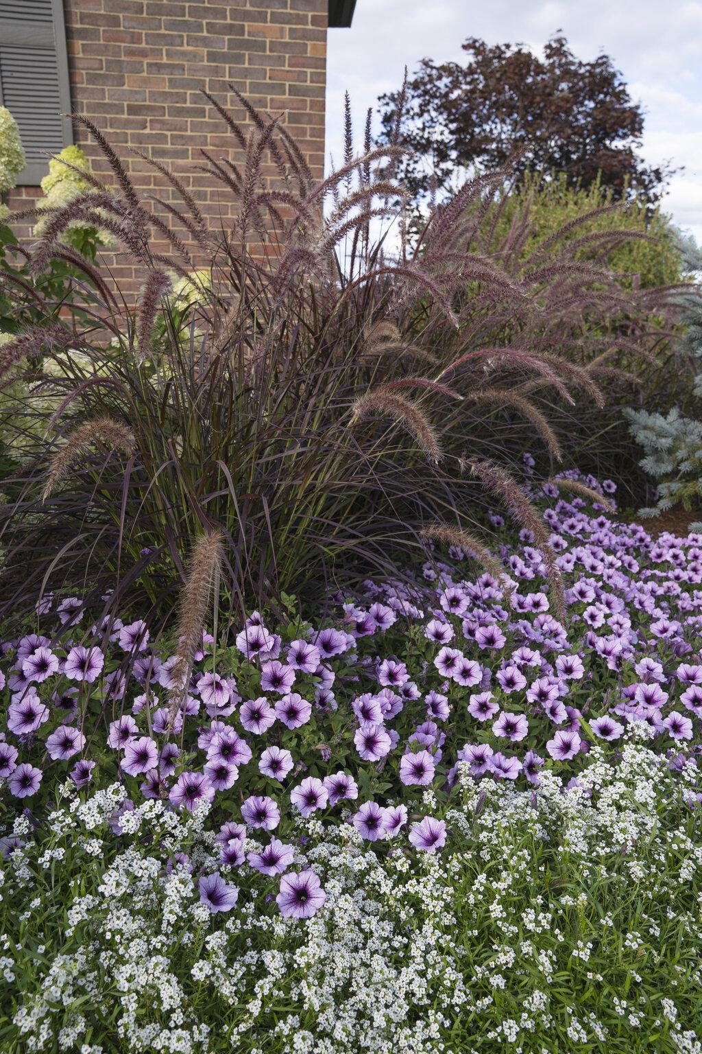 Graceful Grasses® Purple Fountain Grass | Proven Winners®