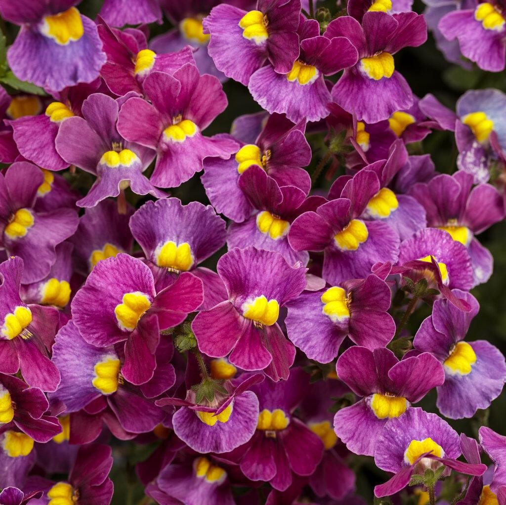 Aromance® Mulberry™ Nemesia | Proven Winners®