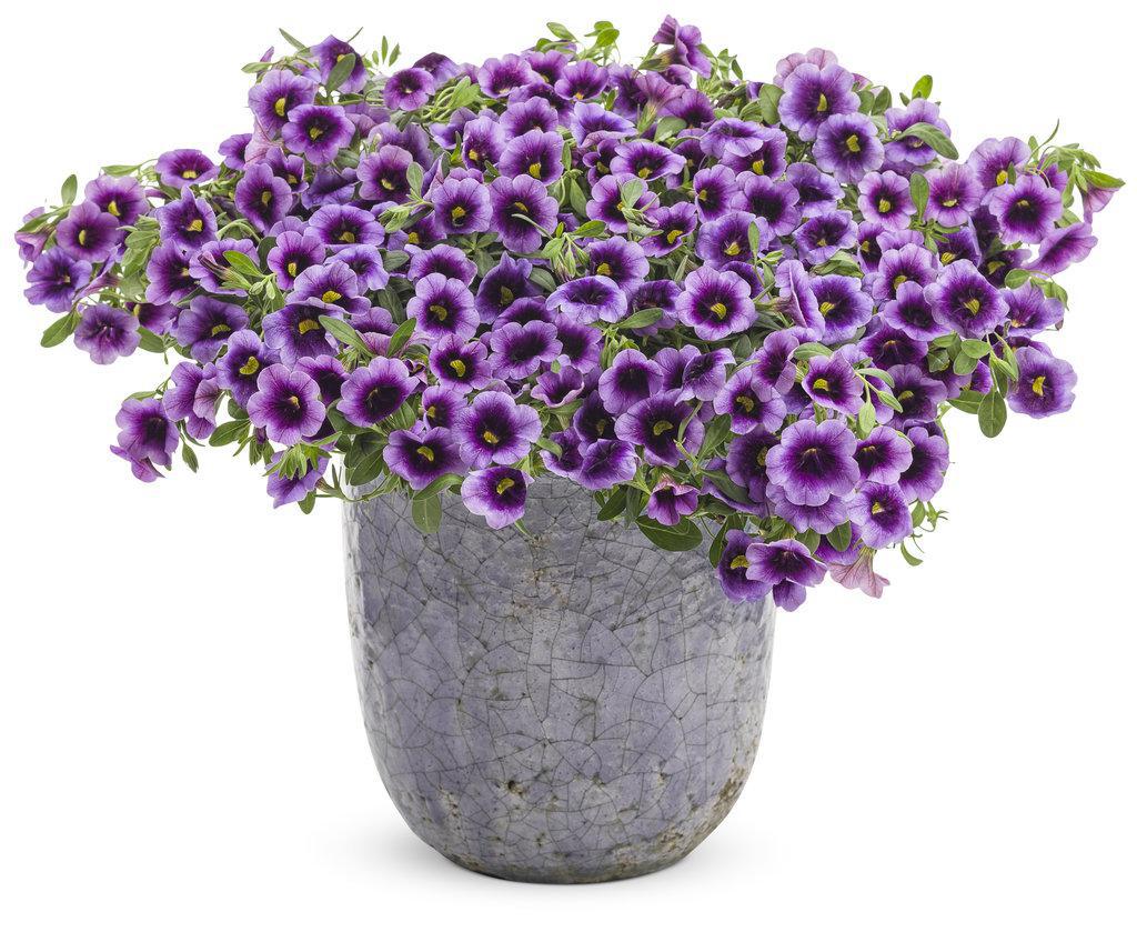 Superbells® Blue Moon Punch™ Calibrachoa | Proven Winners®