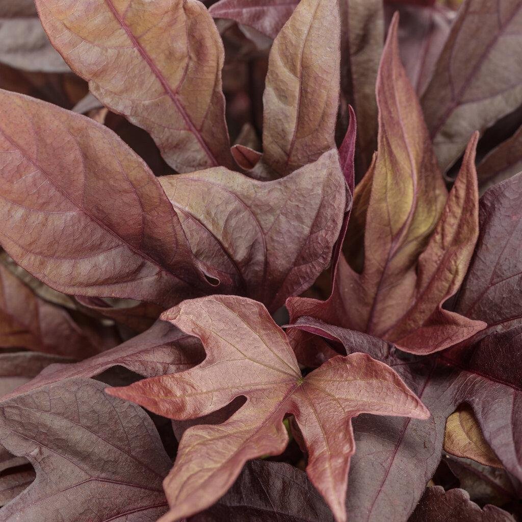 Sweet Caroline Red Hawk™ Ornamental Sweet Potato Vine |