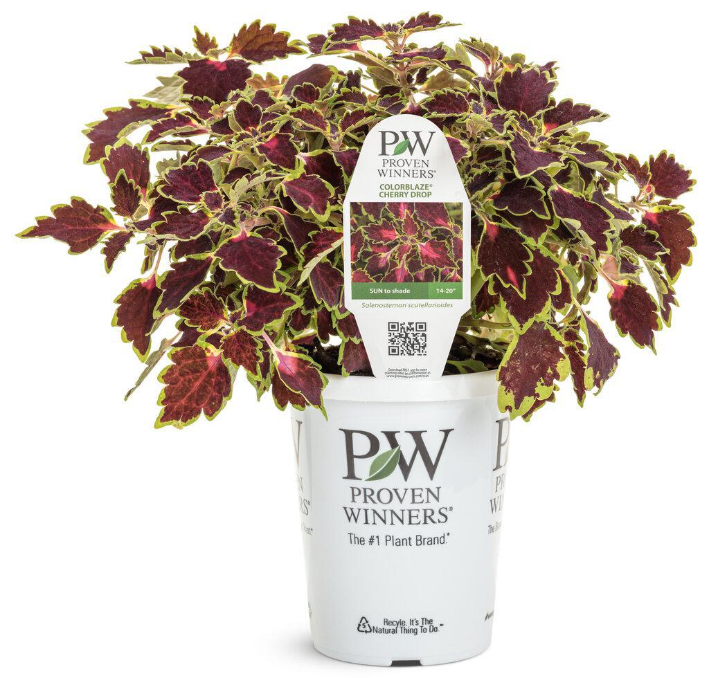 ColorBlaze® Cherry Drop Coleus | Proven Winners®