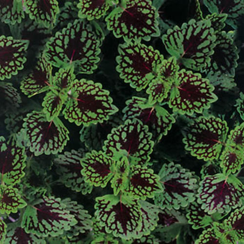 ColorBlaze® Chocolate Drop Coleus | Proven Winners®