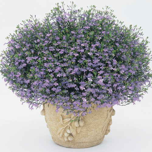 Laguna® Sky Blue Lobelia | Proven Winners®