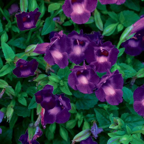 Summer Wave® Large Violet Torenia | Proven Winners®