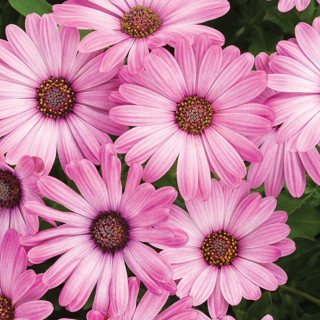 Bright Lights™ Pink Osteospermum | Proven Winners®