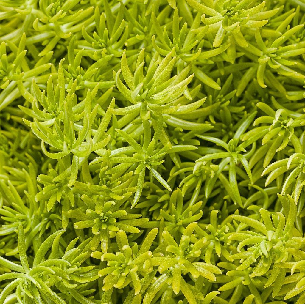 Lemon Coral® Sedum | Proven Winners®