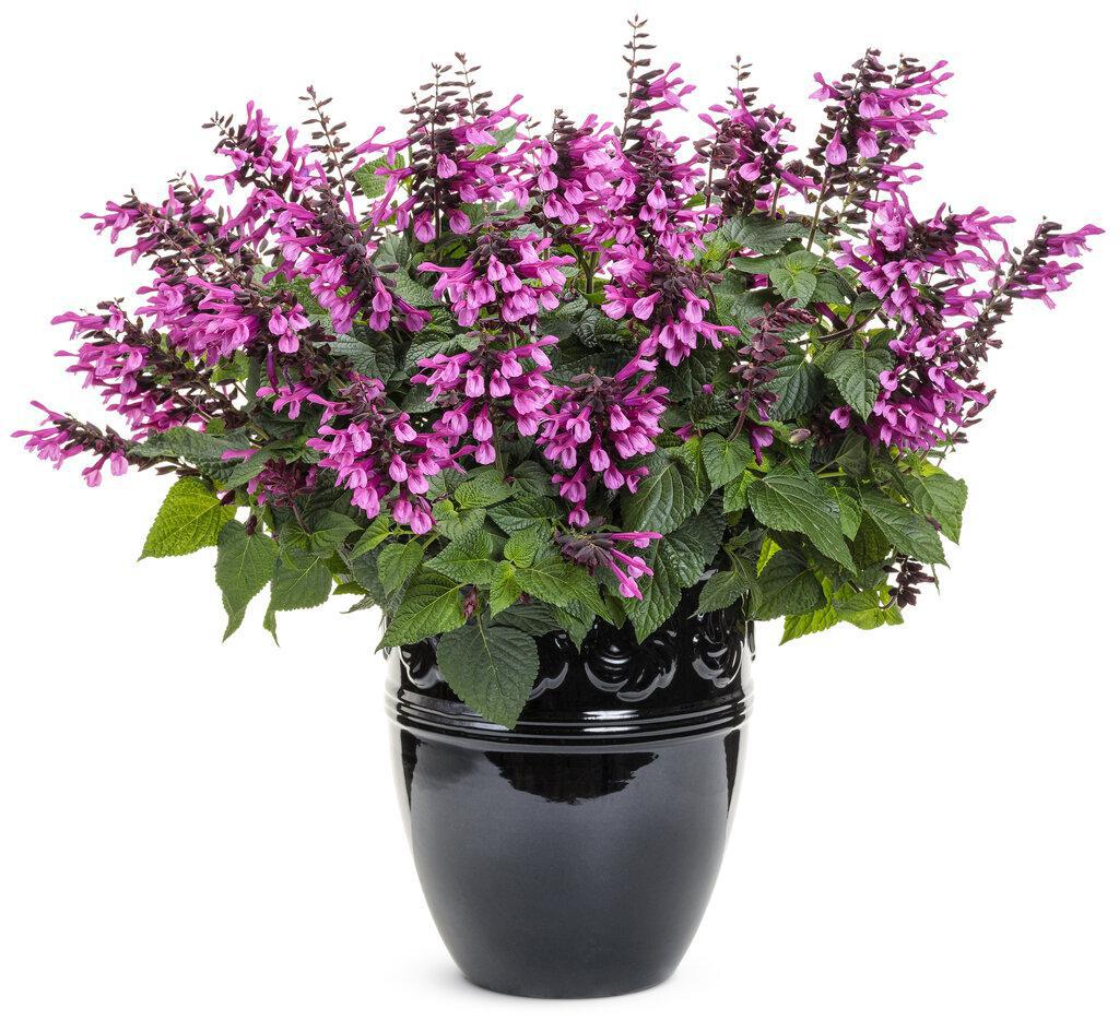 Unplugged® Pink Salvia | Proven Winners®