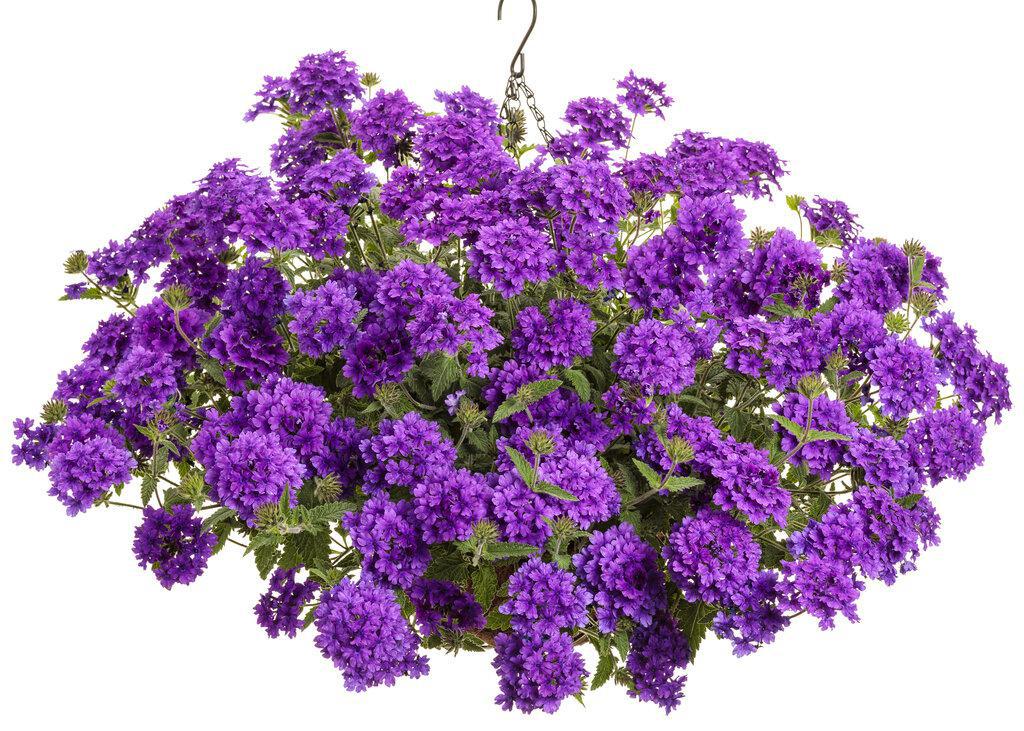 Superbena® Cobalt™ Verbena | Proven Winners®
