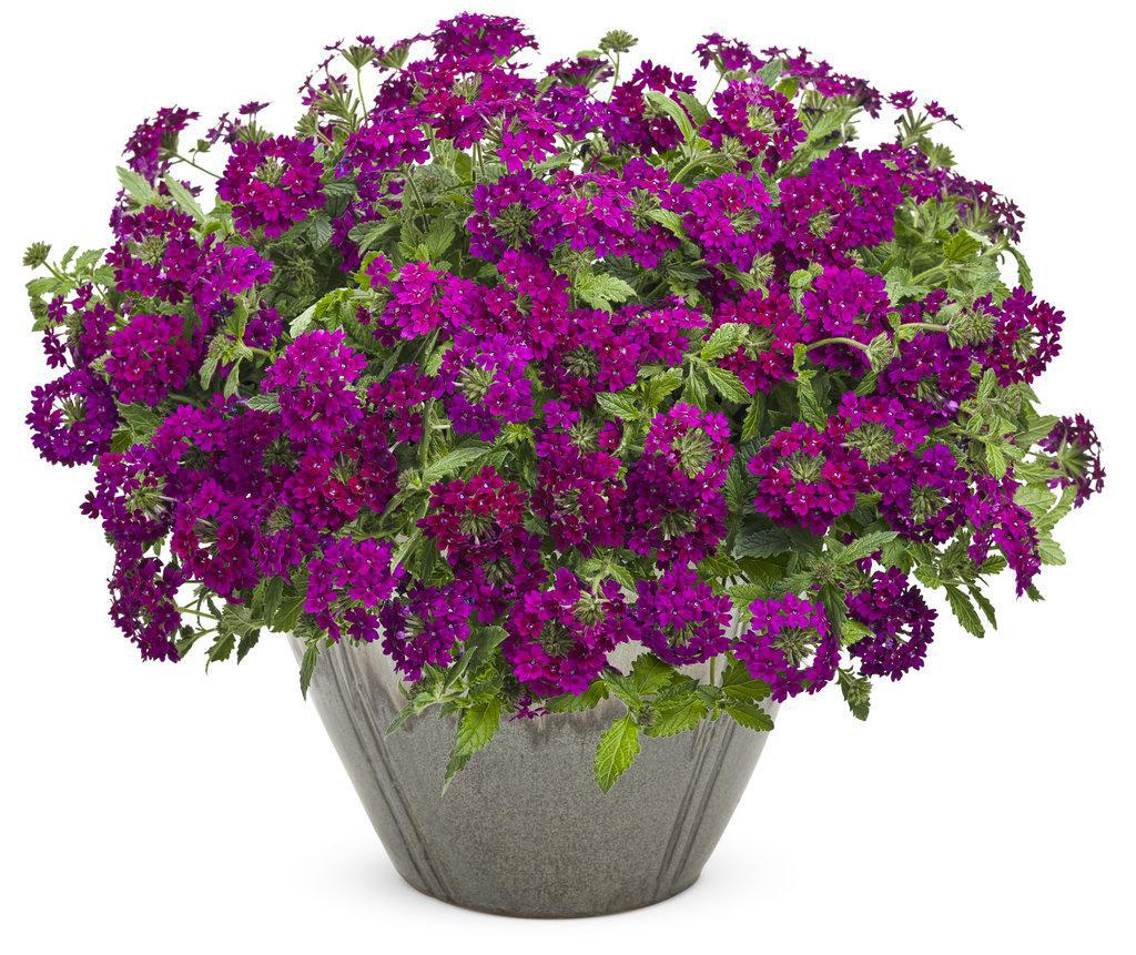 Superbena Royale® Plum Wine Verbena | Proven Winners®