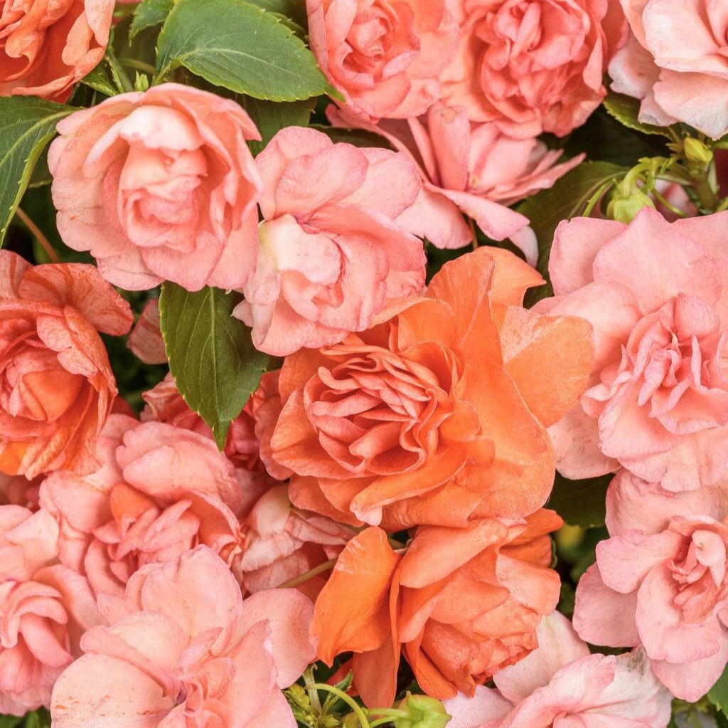 Rockapulco® Tropical Shades Double Impatiens | Proven Winners®