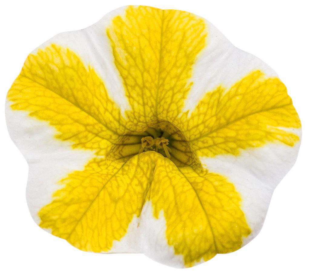 Superbells® Lemon Slice® Calibrachoa | Proven Winners®