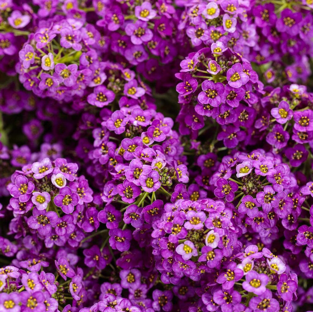 Violet Knight® Sweet Alyssum | Proven Winners®