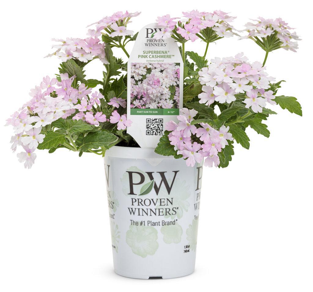 Superbena® Pink Cashmere™ Verbena | Proven Winners®