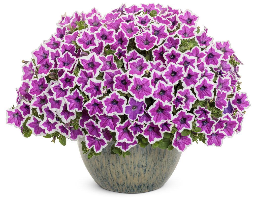 Supertunia® Hoopla™ Vivid Orchid™ Petunia | Proven Winners®