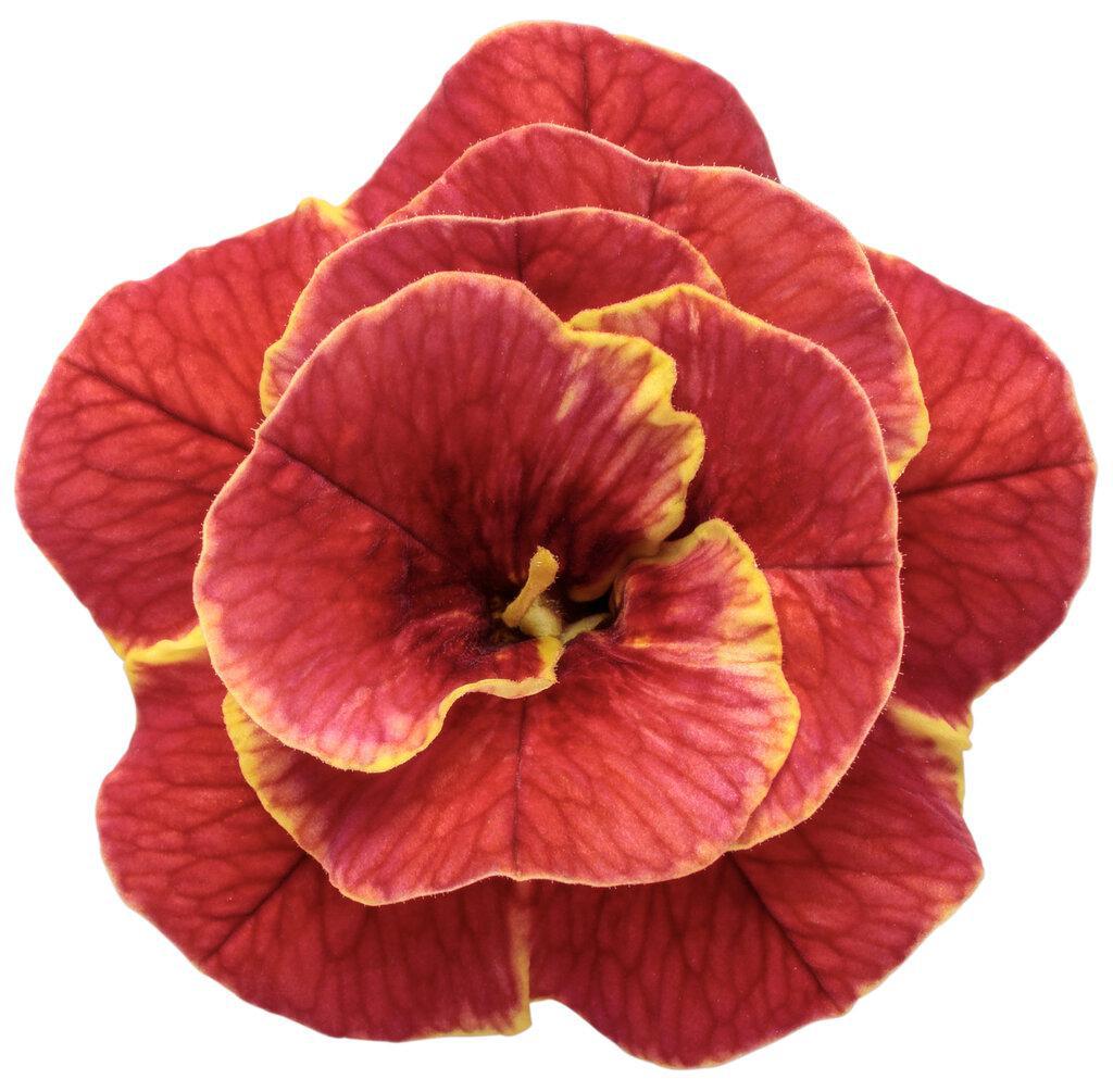 Superbells® Double Redstone™ Double Calibrachoa |Proven Winners®