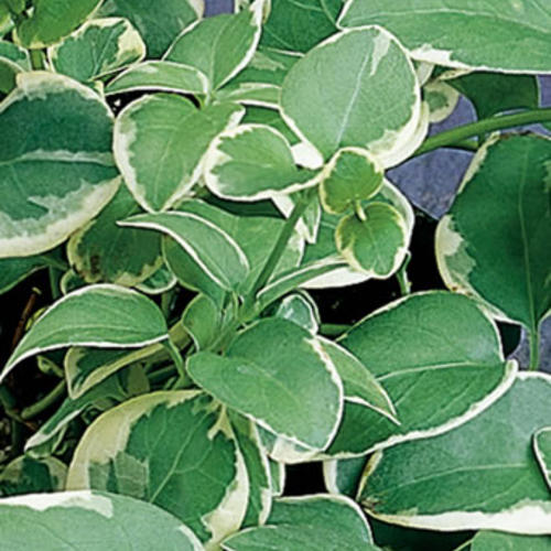 Variegata' Variegated Vinca Vine