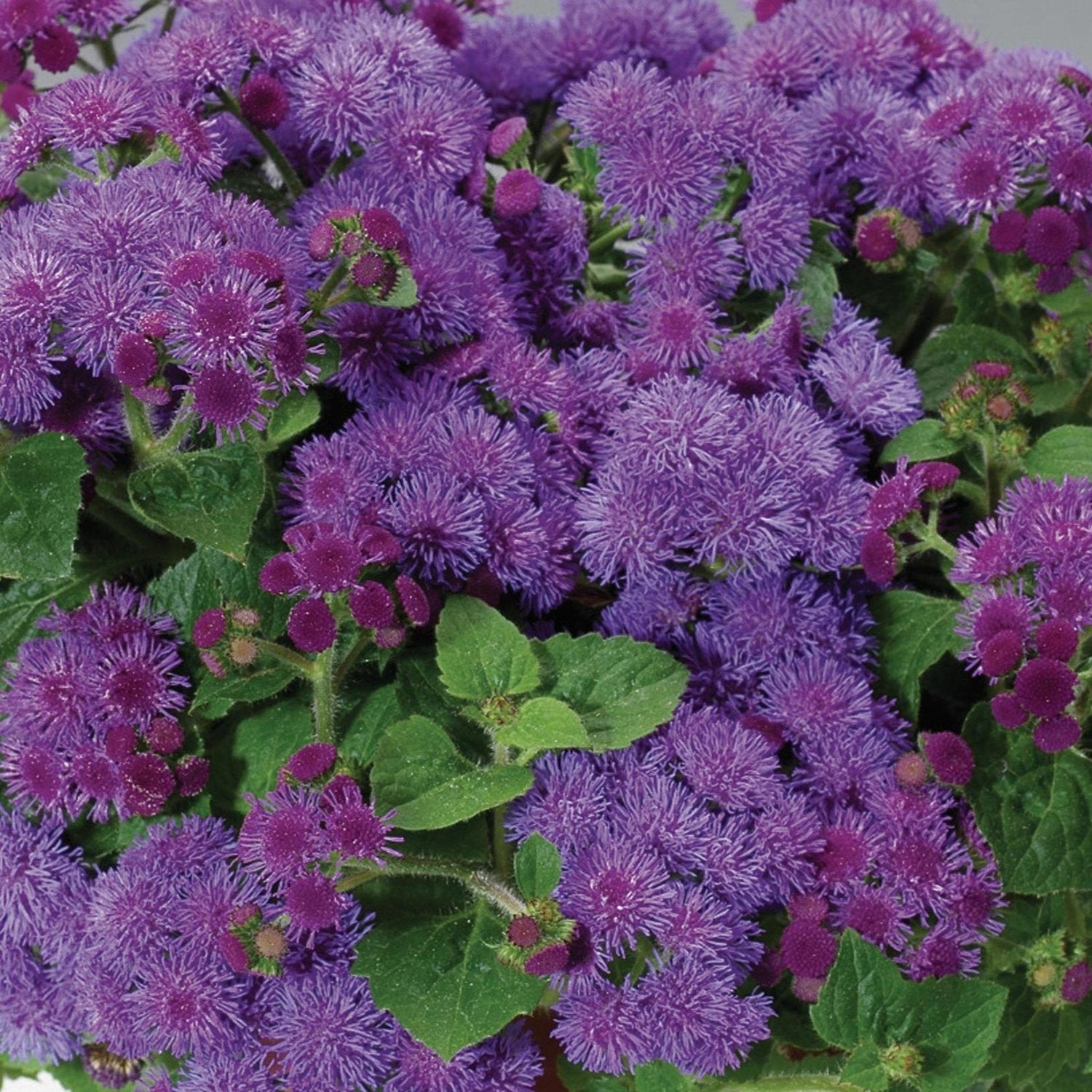 Artist® Blue Ageratum | Proven Winners®