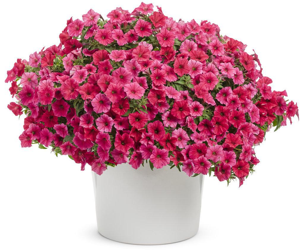 Supertunia Vista® Paradise Petunia | Proven Winners®