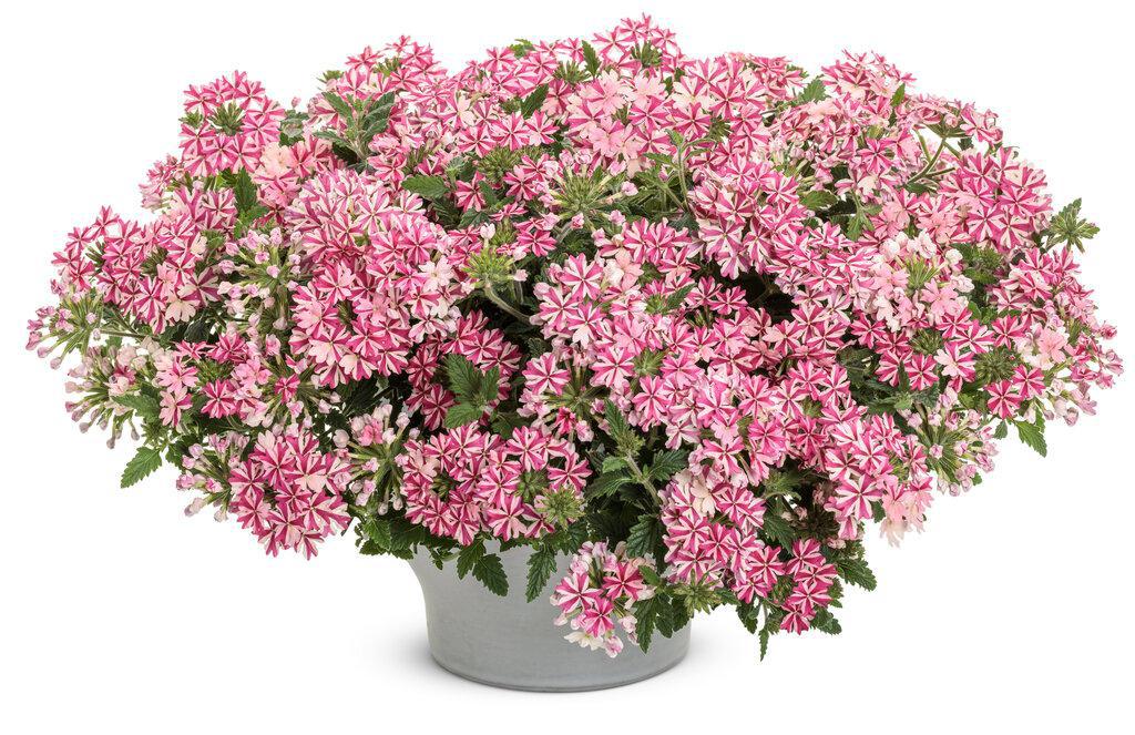 Superbena® Cherryburst Verbena | Proven Winners®