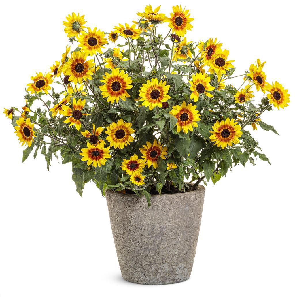 Suncredible® Saturn™ Sunflower | Proven Winners®