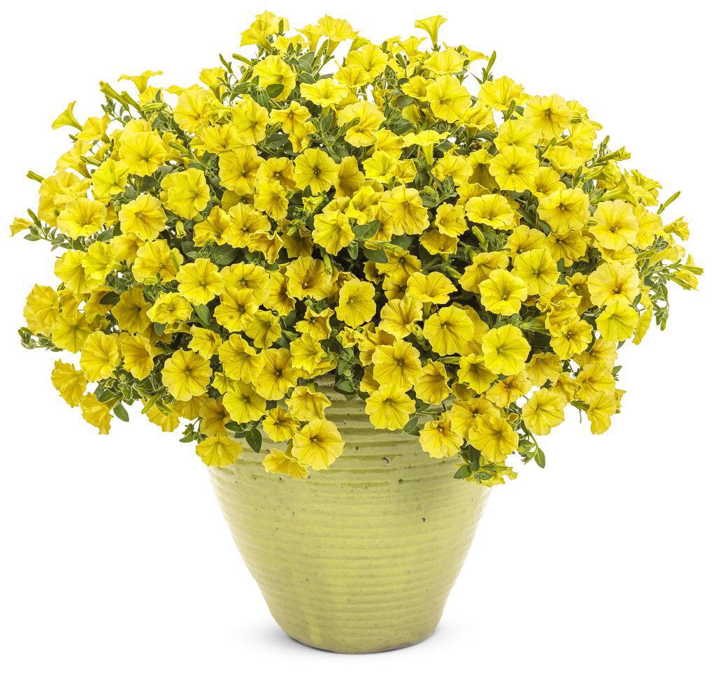 Supertunia Mini Vista® Yellow Petunia | Proven Winners®