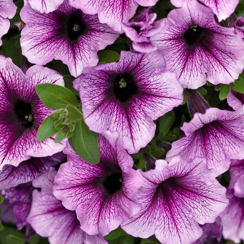 Supertunia® Bordeaux™ Petunia | Proven Winners®