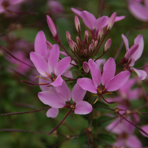 Señorita Rosalita® Cleome | Proven Winners