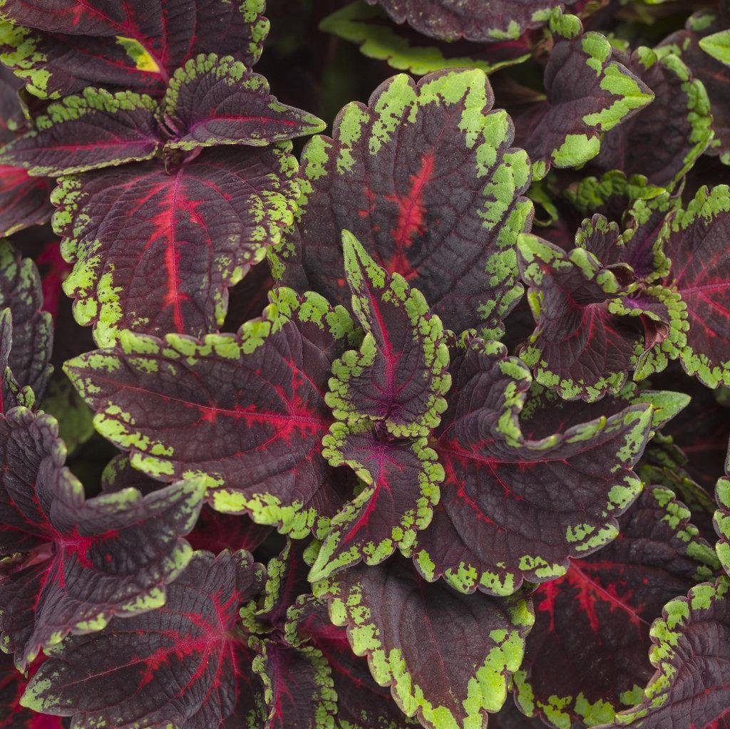 ColorBlaze® Torchlight® Coleus | Proven Winners®