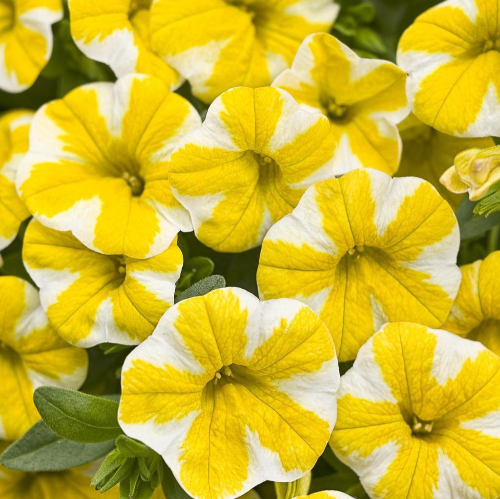 Superbells® Lemon Slice® Calibrachoa | Proven Winners®
