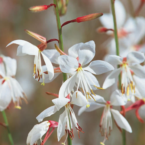 Stratosphere™ White Butterfly Flower | Proven Winners®