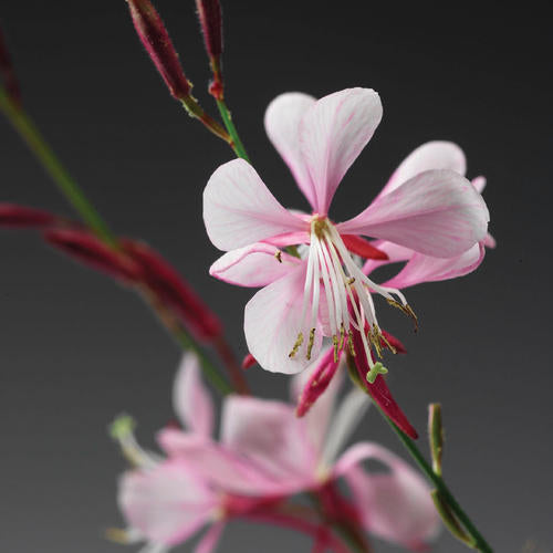 Stratosphere™ Pink Picotee Gaura | Proven Winners