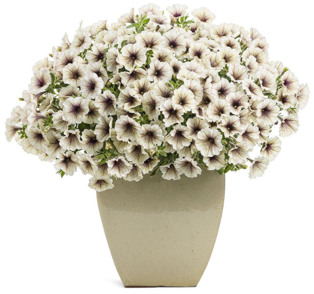 Supertunia® Latte™ Petunia | Proven Winners®