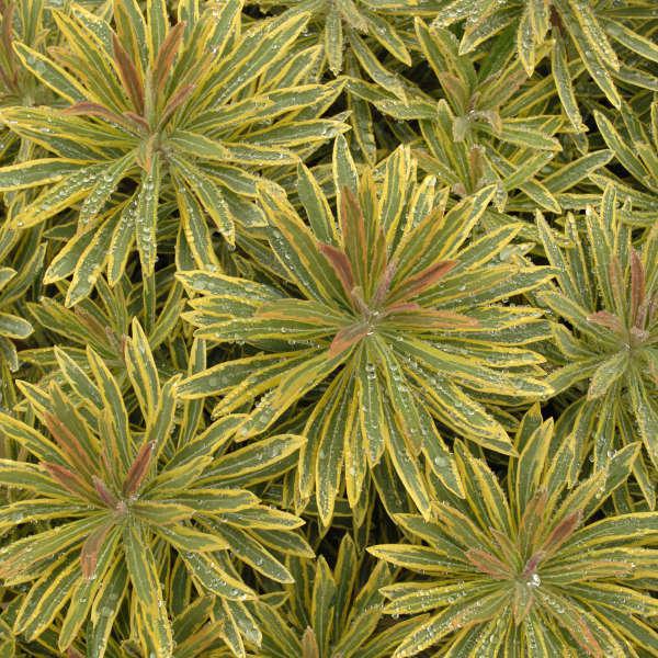 Ascot Rainbow' Euphorbia | Creekside Champions™
