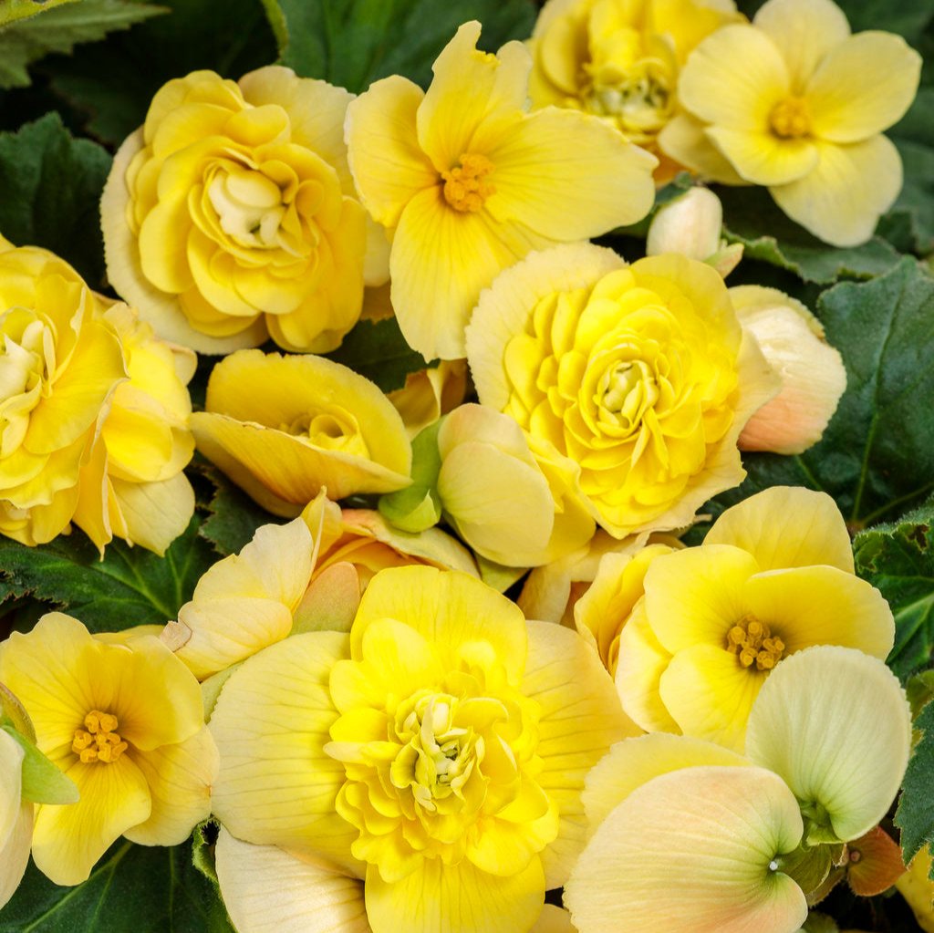 Double Delight™ Primrose Begonia | Proven Winners